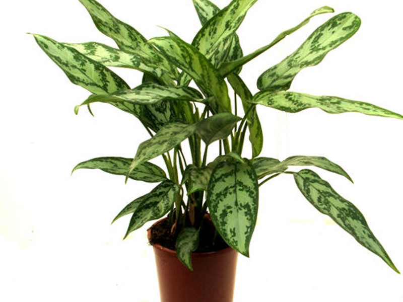 Šareni aglaonema