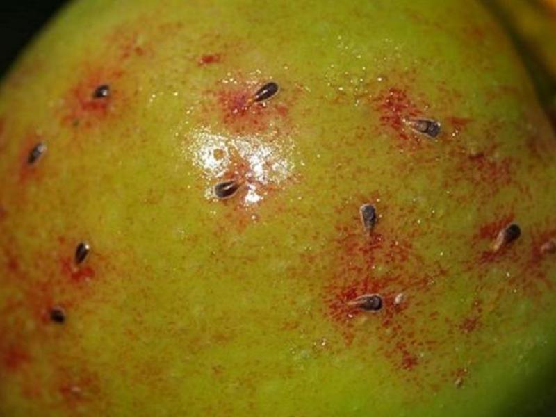 Insekti na sobnim biljkama Kako se nositi s insektima na biljkama