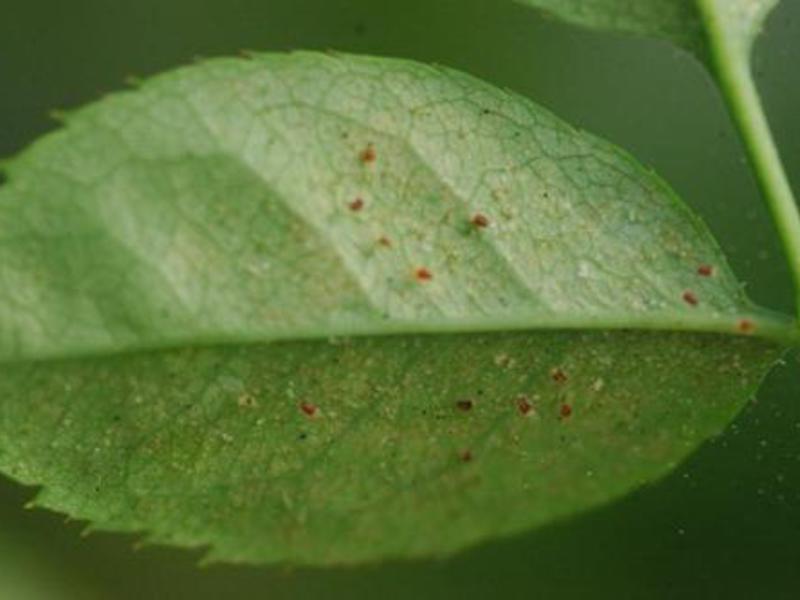 Uklanjanje štita Kako ukloniti insekte s biljaka