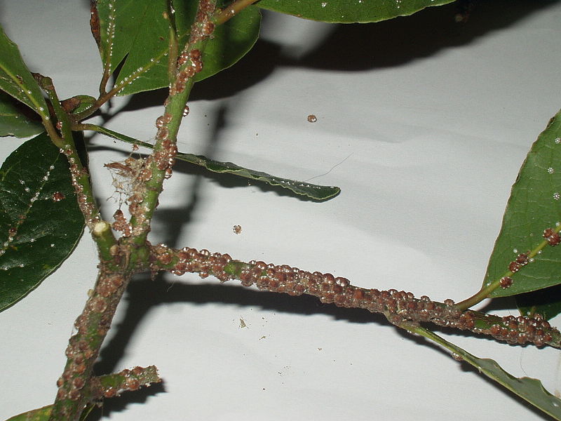 Kako se nositi s insektima Sorte insekata