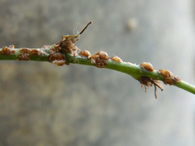 Insekti na sobnim biljkama Načini izliječenja biljaka od insekata