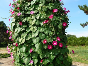 Biljka ipomoea i njezin opis