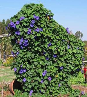 Štetnici biljke ipomoea