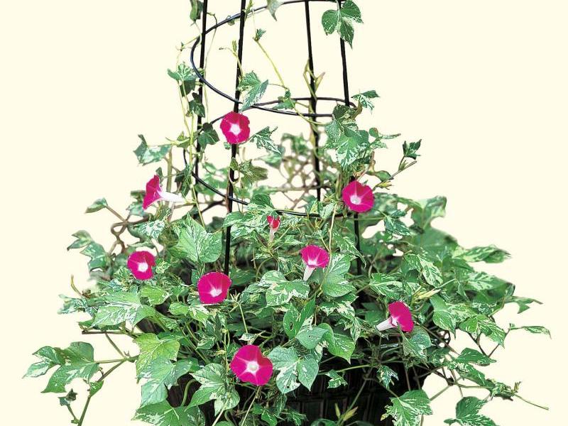 Ipomoea ljubičasta Sorte jutarnje slave