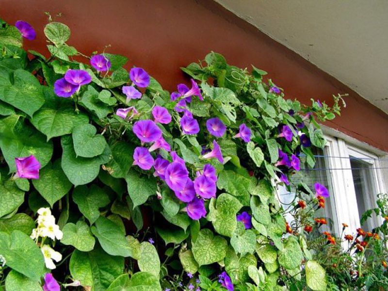 Ipomoea ljubičasta Ipomoea je elegantan ukras za ljetnu rezidenciju