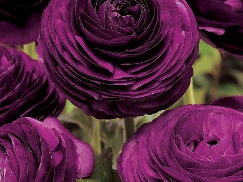 Ranunculus ili samo ljutići Uzgojne sorte ljutića