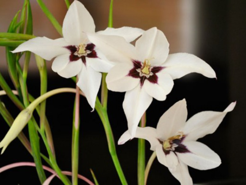 Sadnja kiselina Blooming acidantera