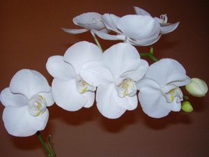 Phalaenopsis bijela