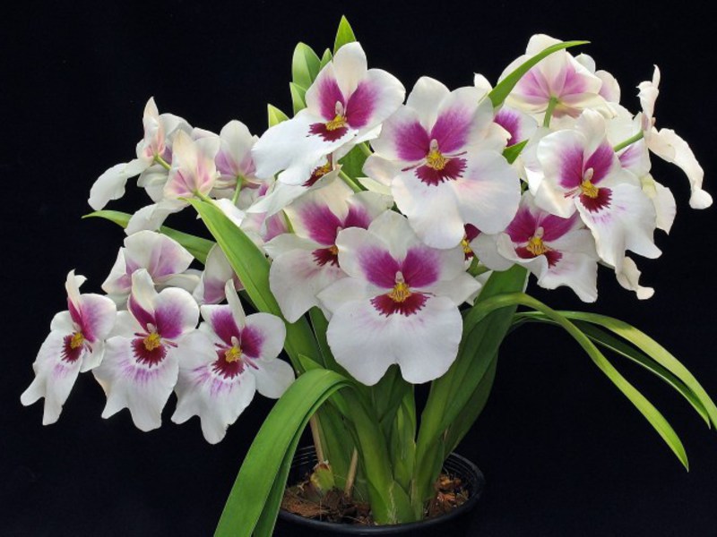 Orhideja bijela Dendrobium orhideja