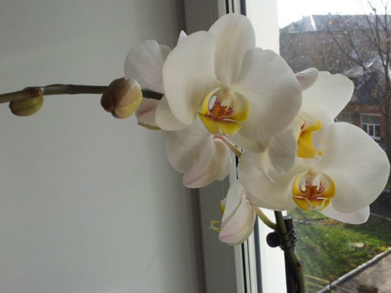 Kako orhideja cvjeta Phalaenopsis bijela