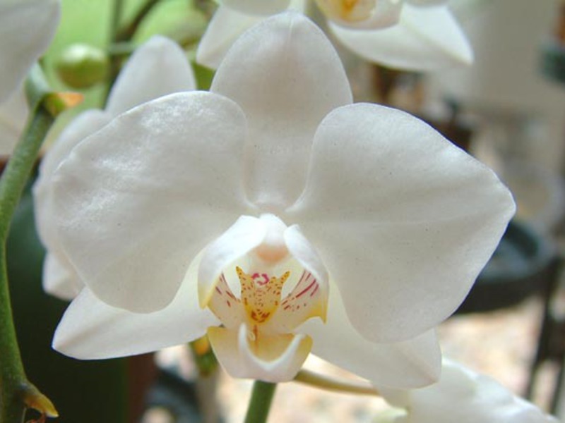 Značajke njege orhideja Orhideja Phalaenopsis