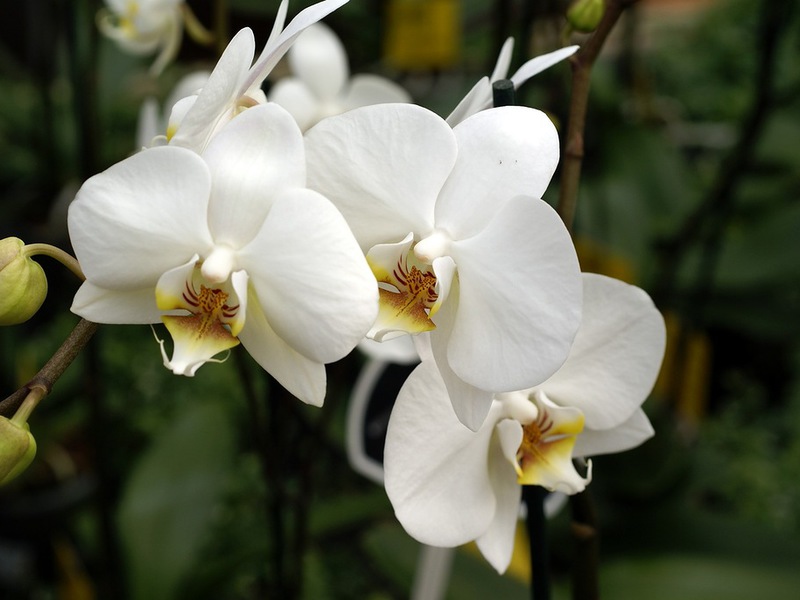Prekrasna bijela orhideja Orhideja Phalaenopsis