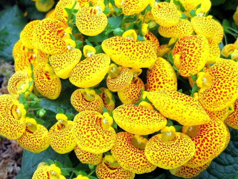 Calceolaria i njen tip Neobičan cvijet kalceolarije