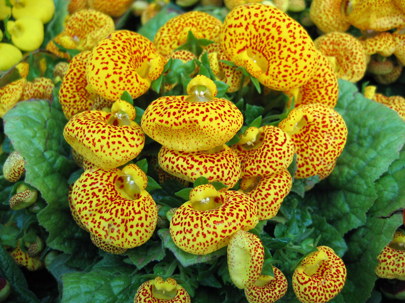 Svijetle cipele Calceolaria Calceolaria je lijepa biljka s vrećicama.
