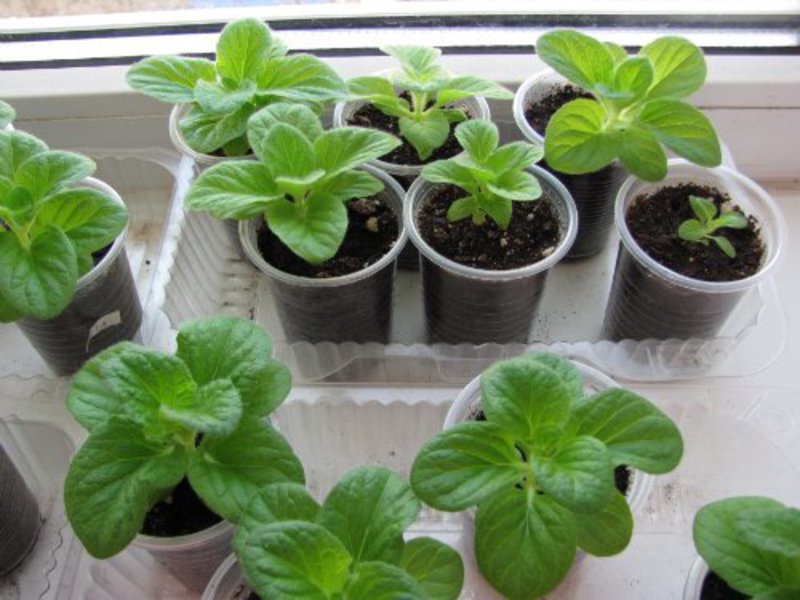 Calceolaria Orange Sunset Osvjetljenje i temperatura za kalceolariju