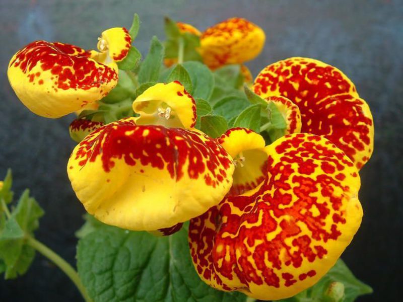 Calceolaria Orange Sunset Neobičan cvijet