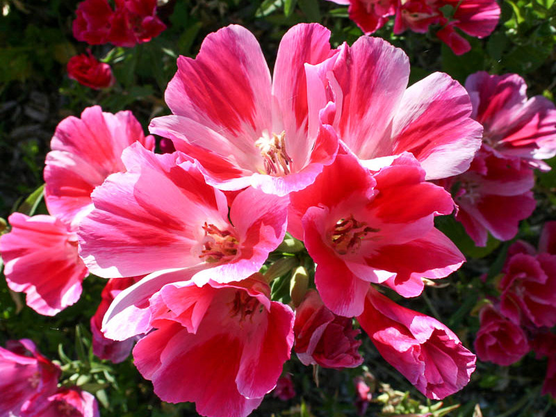 Cvijet Clarke Razdoblje cvatnje Clarkia