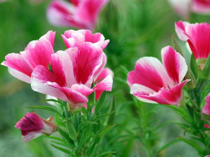 Clarkia cvijeće Clarkijin izgled