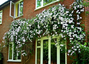 Clematis u krajobraznom dizajnu