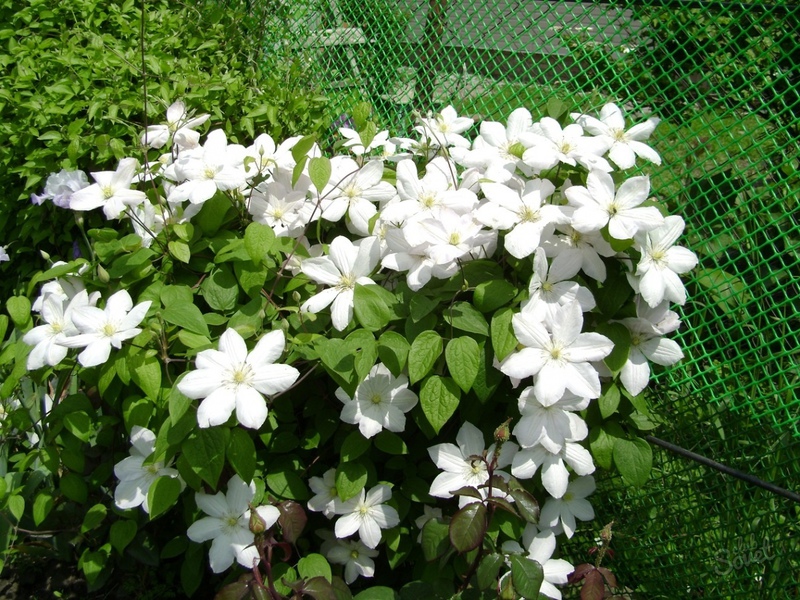 Clematis u dizajnu vrta Clematis u Sibiru