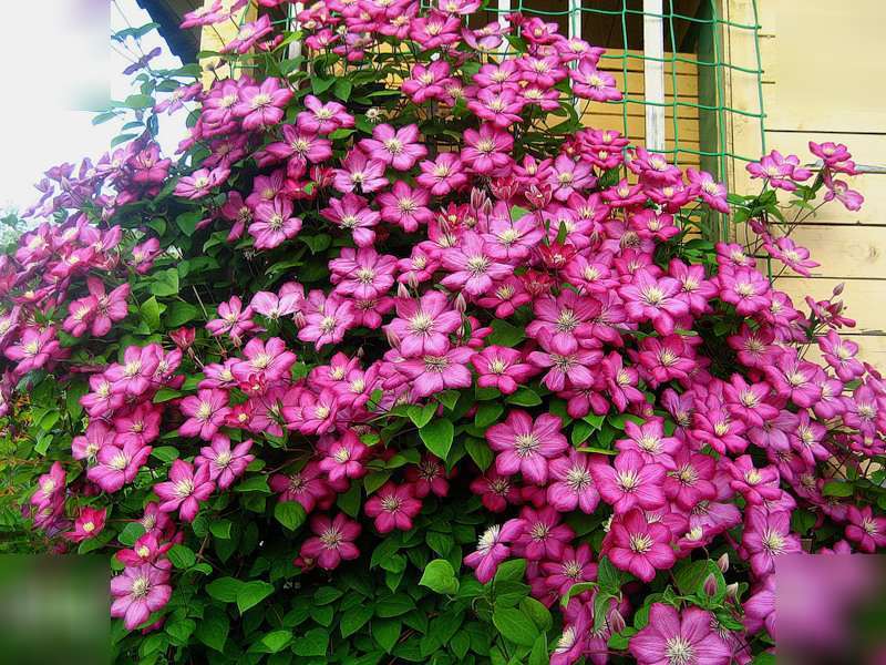 Kako se pravilno brinuti za klematis Clematis u krajobraznom dizajnu