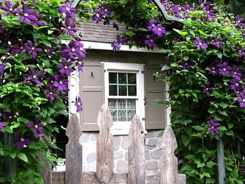 Opis biljke klematis Biljka Clematis