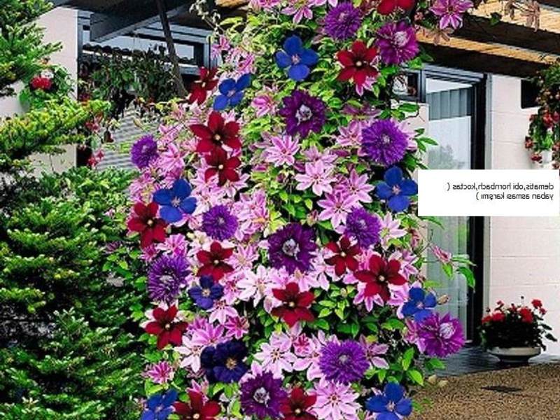 Clematis u dizajnu vrta Dizajn parcele s klematisom