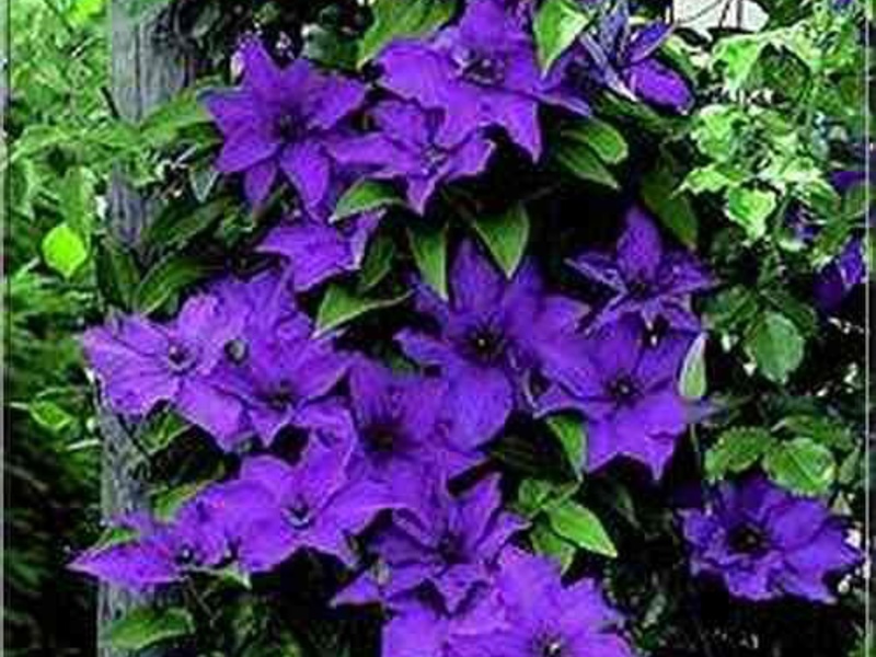 Clematis u dizajnu vrta Kako ukrasiti vrt klematisom