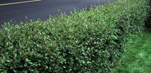 Sjajna sorta cotoneaster