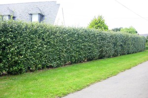 Cotoneaster briljantan