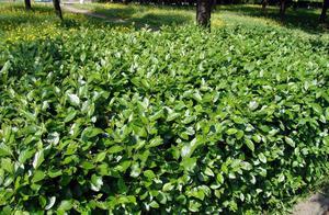 Kako se koristi biljka cotoneaster