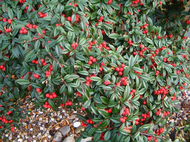 Kako cotoneaster cvjeta Mladi izdanci cotoneastera