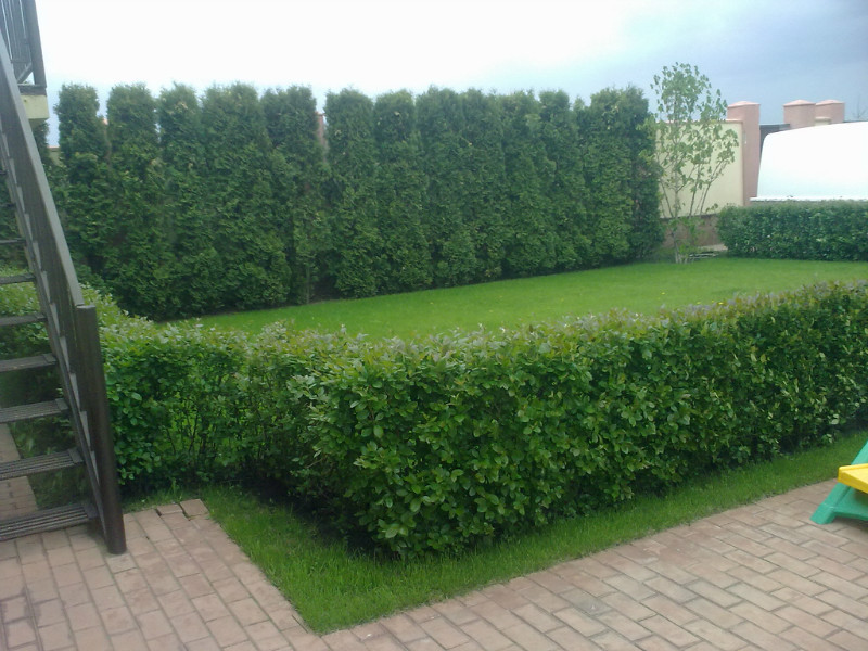 Živa ograda Cotoneaster Gdje posaditi briljantni cotoneaster