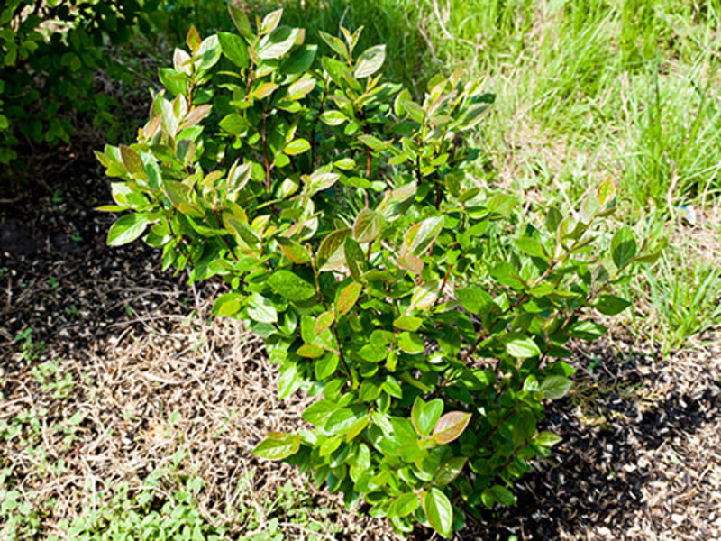Mladi izdanci cotoneastera Živa ograda Cotoneaster