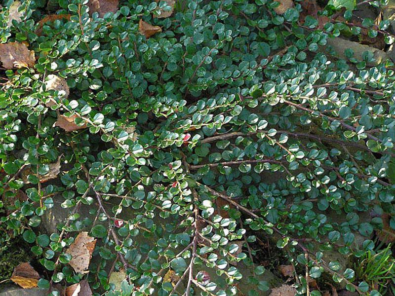 Opis biljke cotoneaster Višeredna živica od cotoneastera