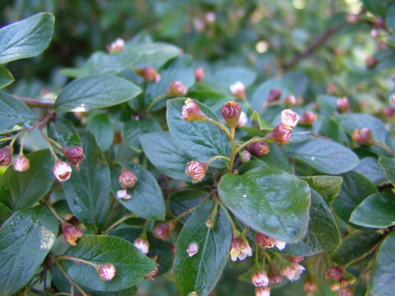 Kako se koristi cotoneaster Gdje se obično sadi cotoneaster