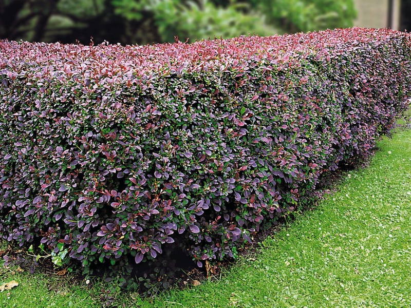 Rezanje živice Cotoneaster uz ogradu