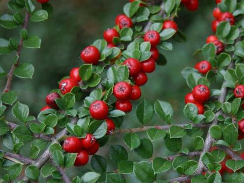 Cotoneaster briljantan Sadnja i briga za cotoneaster
