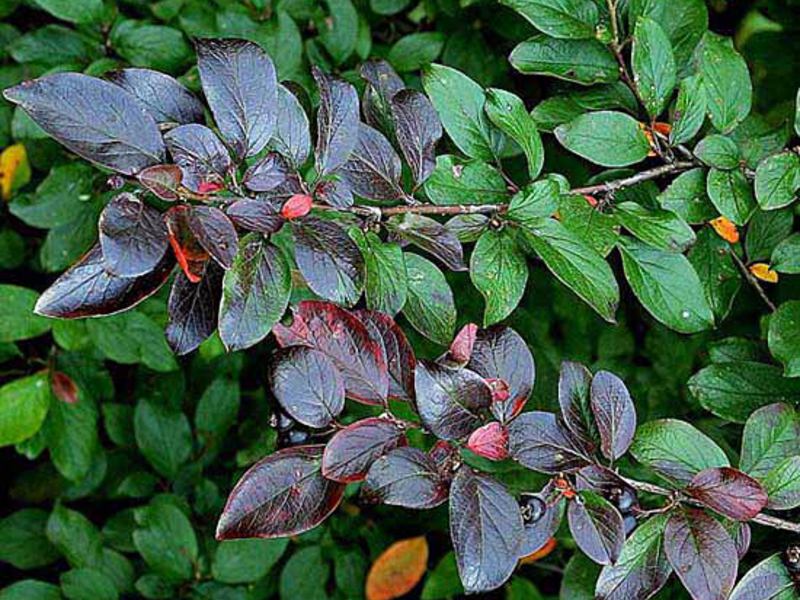 Opis briljantnog cotoneastera Kako uzgajati cotoneaster