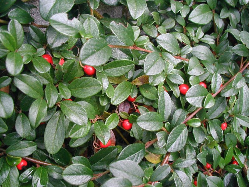 Kako posaditi cotoneaster Značajke biljke