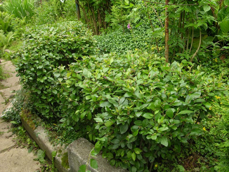 Cotoneaster i njegove vrste Opis sorte cotoneaster