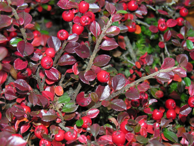 Horizontalni cotoneaster Koje su vrste cotoneastera