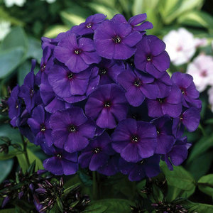 Sorte floksa