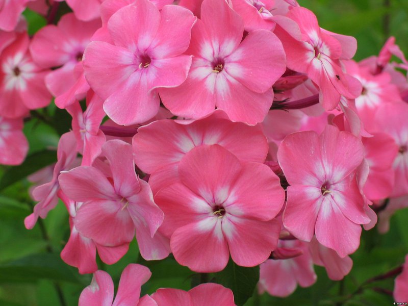 Phlox u cvjetnom krevetu Kako se brinuti za floks
