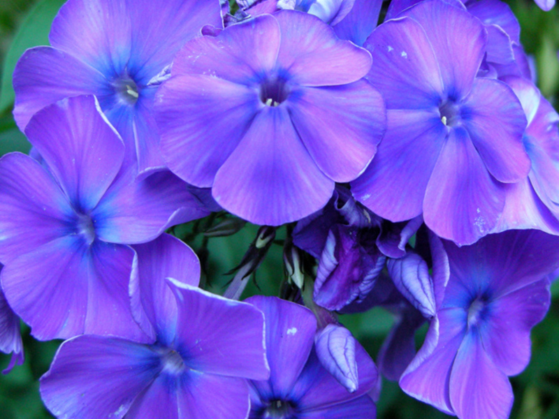 Njega floksa Korištenjem floksa