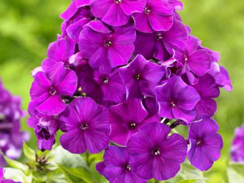 Ružičasti floks Phlox u vrtu
