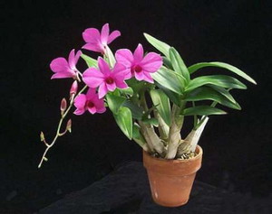 Sobno cvijeće Dendrobium