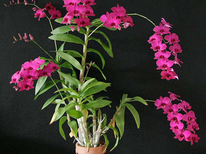 Kako izgleda orhideja Dendrobium? Sobno cvijeće Dendrobium