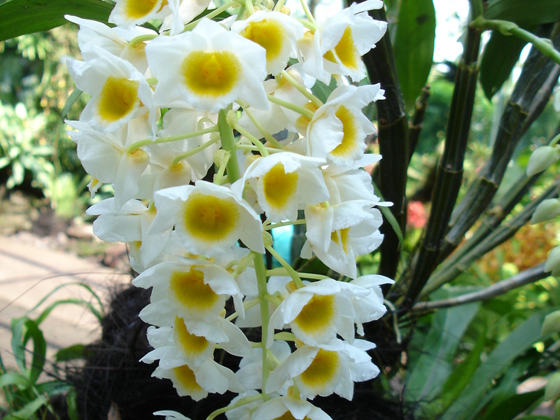 Dendrobium orhideje Posebna ocjena orhideje