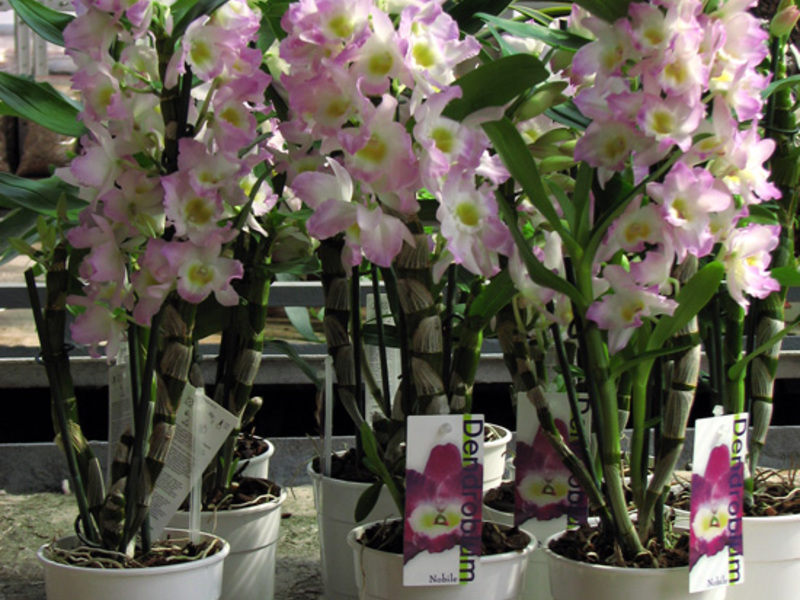 Dendrobium - Cvjećara Gdje možete kupiti orhideju